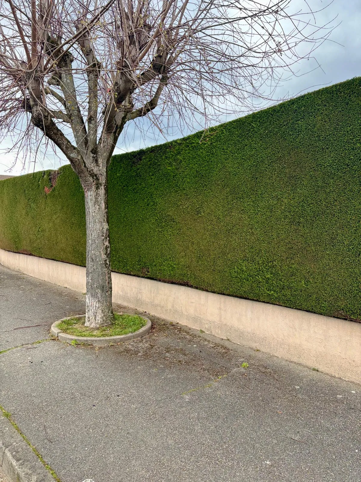 Réalisation paysagiste Lyon INNOVA — Haie haute taillée en limite
