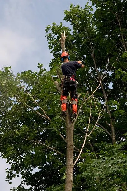 Réalisation paysagiste Lyon INNOVA — Démontage d’arbre en grimpe